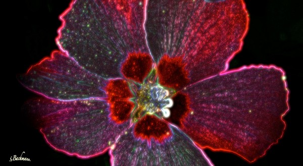  Sunday Flower !