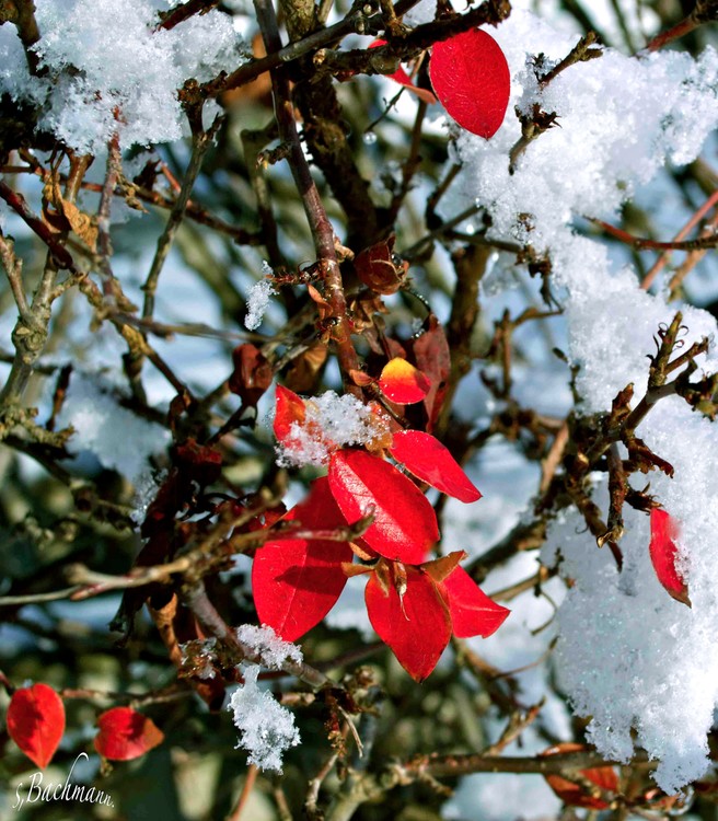  Winter takes over the fall !