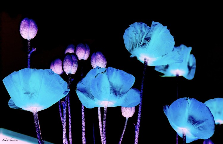 Blues of Poppies !