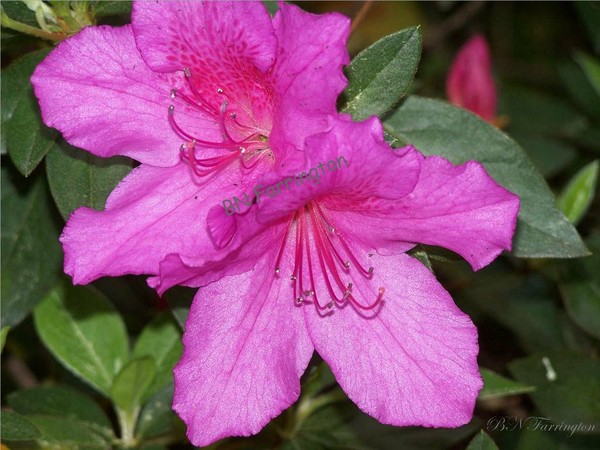 Lavender Azalea