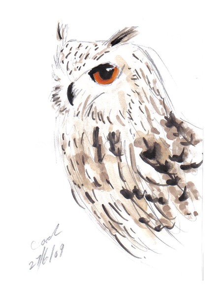 Owl Sketch 2