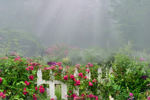 fog and roses