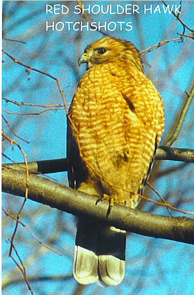 HAWKS