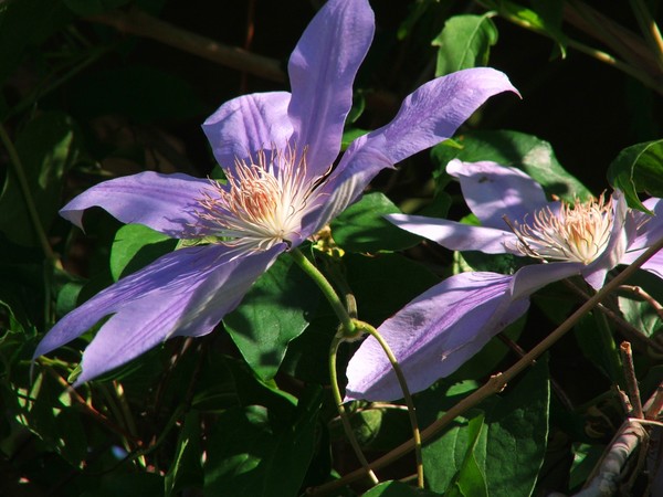 clematis