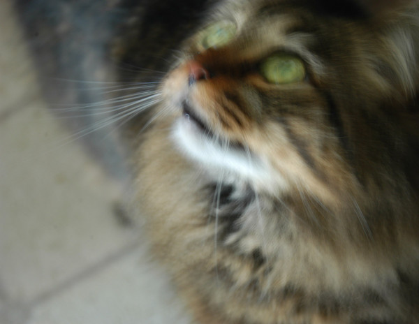 kitten