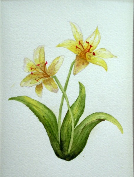 Misc yellow flower