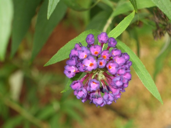 Lavender Flower