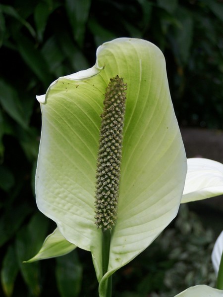 Arum Lily