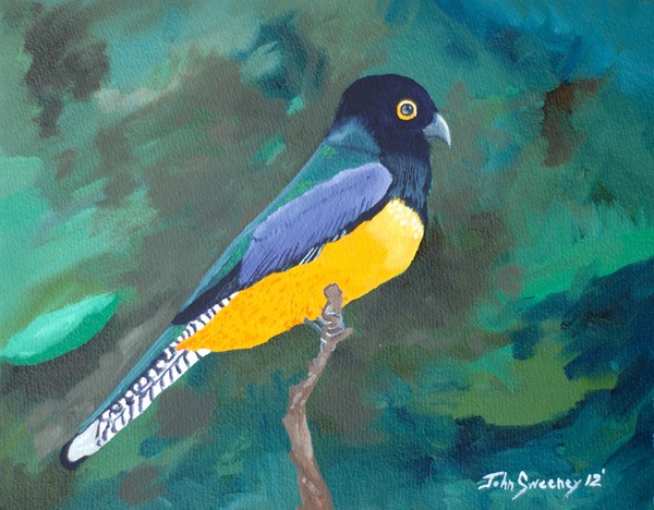 Violaceous Trogon