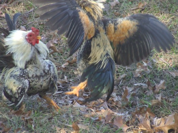 A SMALL DISAGREEMENT