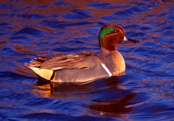Male green-winged teal
