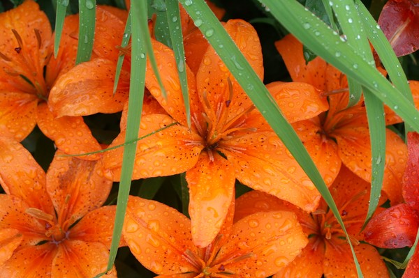 Lillies
