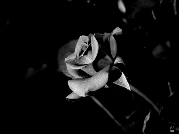 Bold in Black and White 5