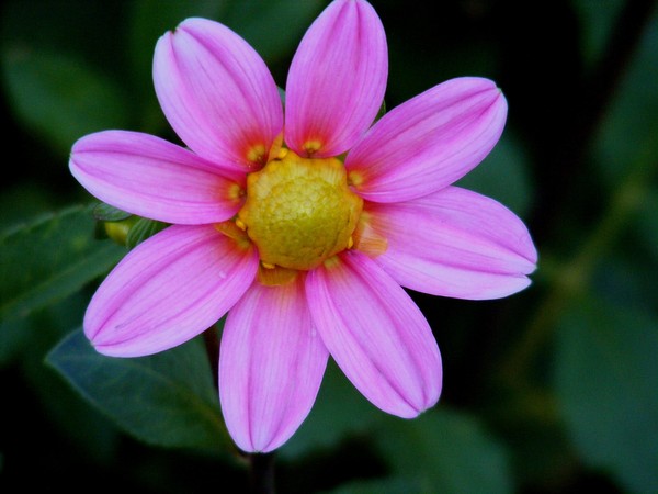 A Flower for Our Children