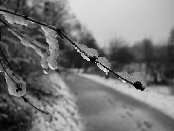 Frostbitten