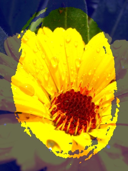  yellow flower