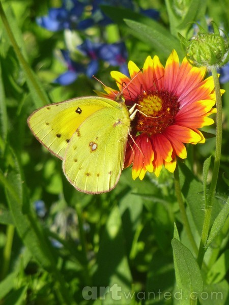 Petal Pusher