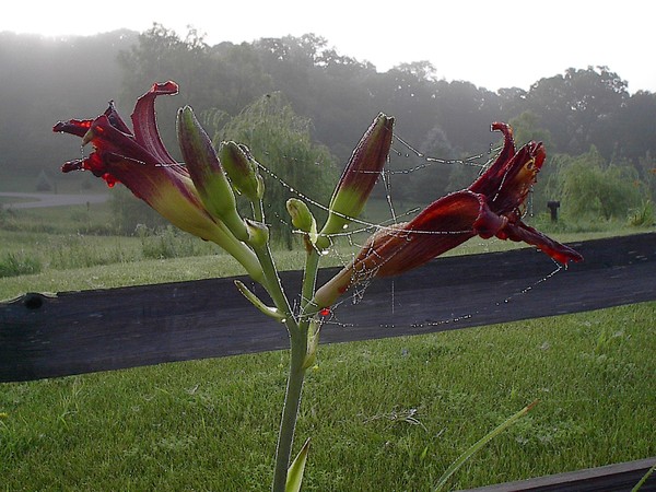 Foggy Vignette #2