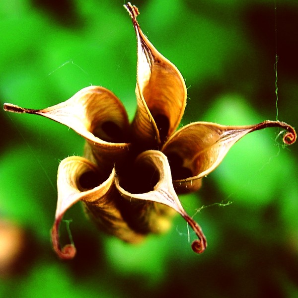 Vanishing Beauty