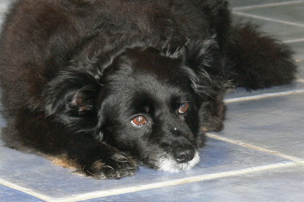 Black dog