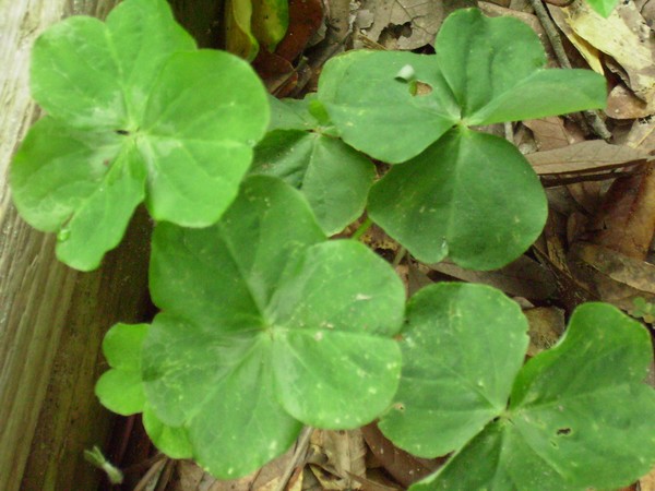 shamrocks