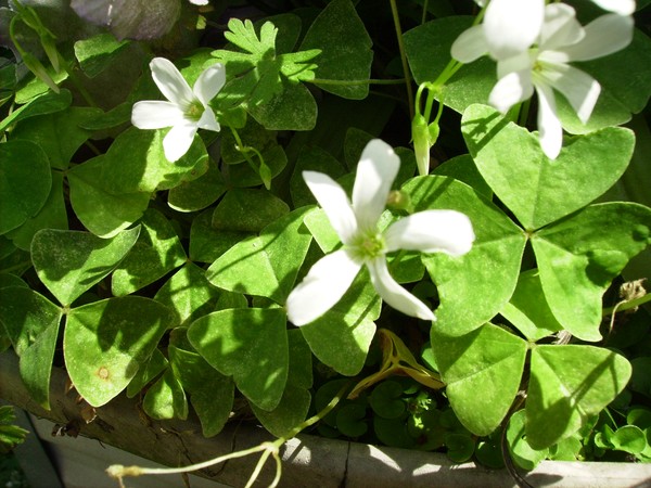 Shamrocks,Luck of the Irish