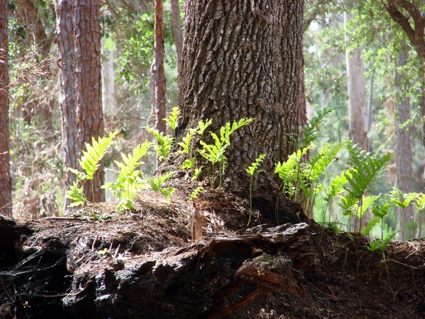 Fern in the Sun