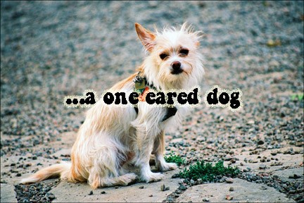 One eared deog