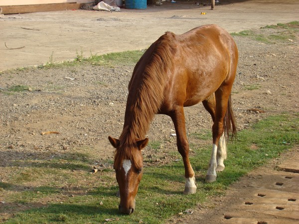 Grazing down the plain