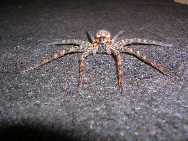 wolf spider