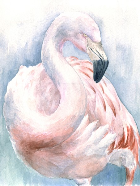 Flamingo