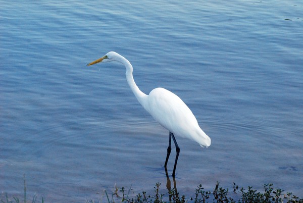 Egrett