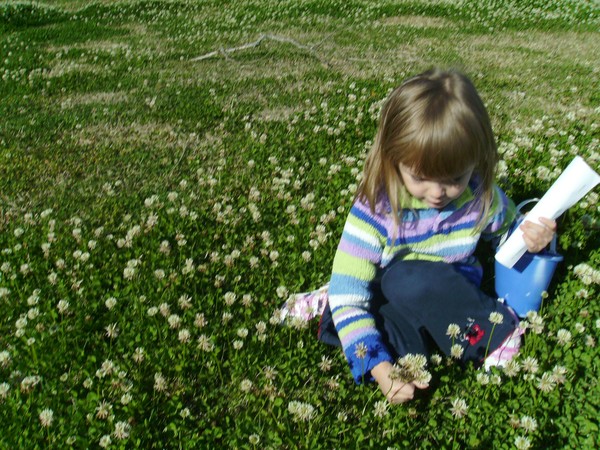 Fields of clover