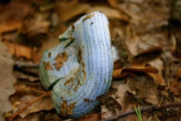 Blue 2