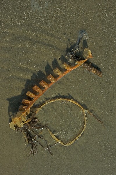 Whelk Egg case