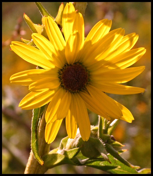 BACKLIGHTED WILD FLOWER