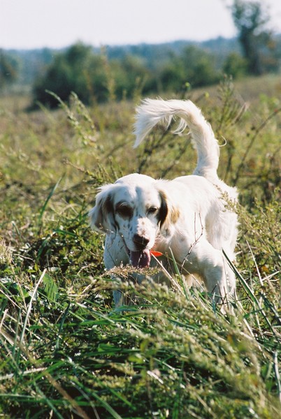 Champion Pointer