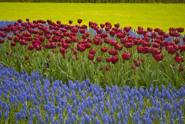 Colors