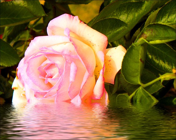 Pink-A-Licious