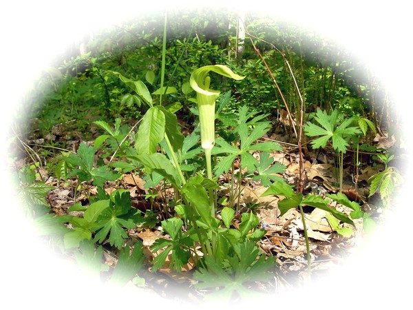 Wild Flowers # 2