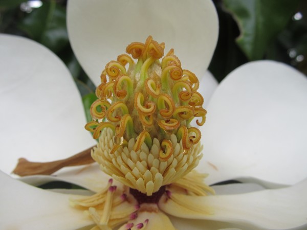 Magnolia