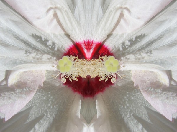 Hibiscus Dream