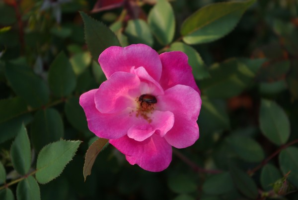 Beetle in Blossom