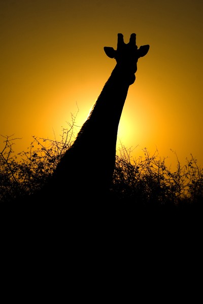 Classic Africa