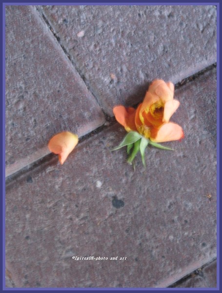 The rose...