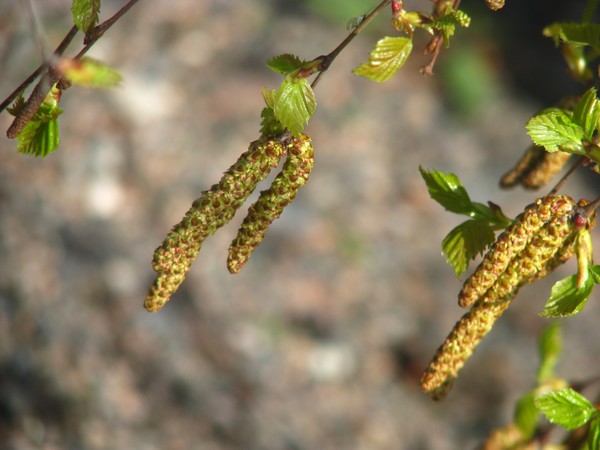 spring... singing in the wind