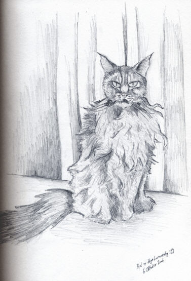 Big cat