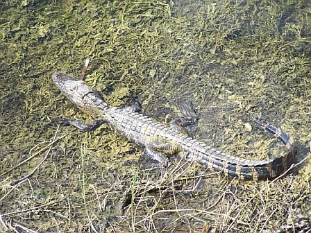 Baby gator getting ready for a swim