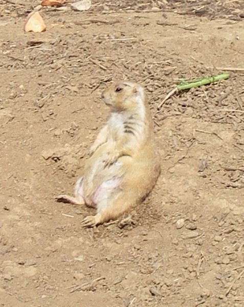 Sitting Prarie Dog
