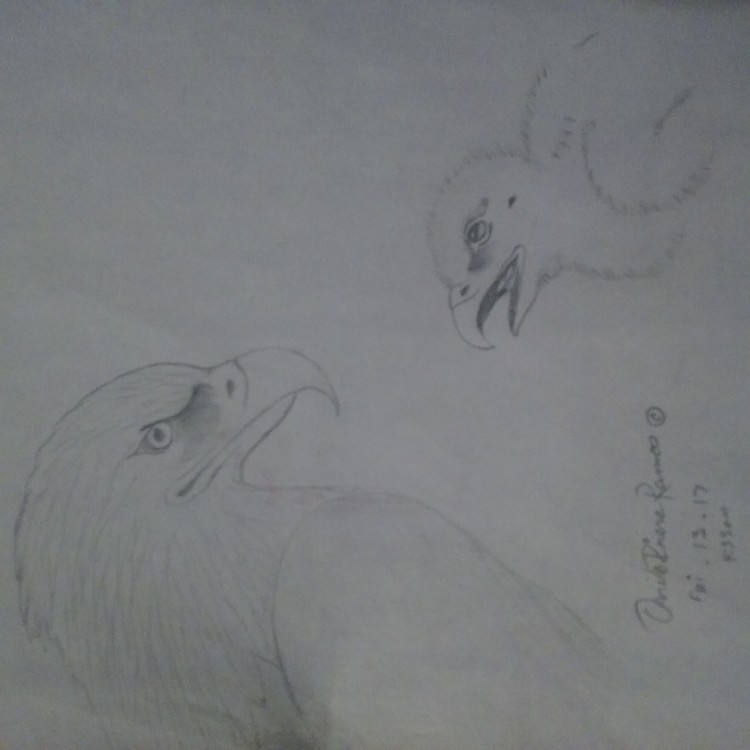 Eagle n the baby looking at each othere